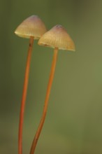 Saffrondrop bonnet (Mycena crocata), two, stalk, long, thin, Bremthal, Eppstein, Taunus, Hesse,