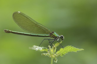 Banded demoiselle (Calopteryx splendens), female, Wickerbach, Flörsheim, Taunus, Hesse, Germany,