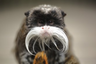 Caesarean tamarin, emperortamarin (Saguinus imperator), adult, portrait, captive