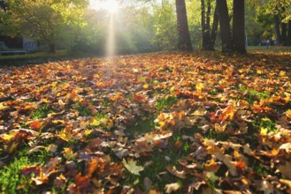 Golden autumn fall October in famous Munich relax place, Englischer Garten. English garden with