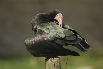 Northern bald ibis (Geronticus eremita), plumage care, captive