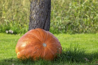 Giant pumpkin (Cucurbita) leaning against a tree trunk, Münsterland, North Rhine-Westphalia,