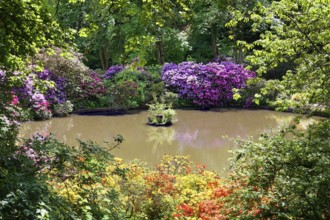 Rhododendron blossom around a pond in the castle park, created in the 18th century. Berleburg