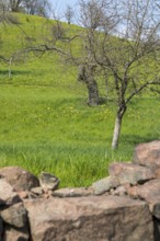 Dry stone wall, slope with old orchard with wild tulip (Tulipa sylvestris) in flower, Saxony,