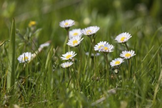 Common daisy (Bellis perennis) in flower, Saxony, Germany, Europe