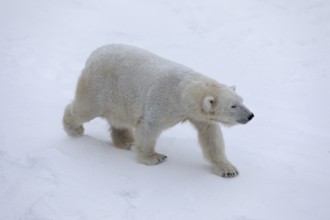 Polar bear (Ursus maritimus) walking in the snow (C), Ranua Wildlife Park, Lapland, Finland, Europe