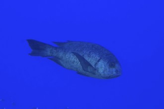 Black and white snapper (Macolor niger), Dangerous Reef Dive Site, St Johns Reef, Saint Johns, Red