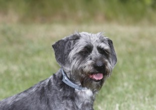 Dachshund Shih Tzu mix (Canis lupus familaris), male 4 years, Portraet, North Rhine-Westphalia,