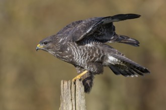 Common steppe buzzard (Buteo buteo), dark morph on pasture pole, biosphere reserve, Swabian Alb,