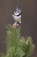 Crested Tit (Lophophanes cristatus), on mountain pine, Biosphere Reserve, Swabian Alb,