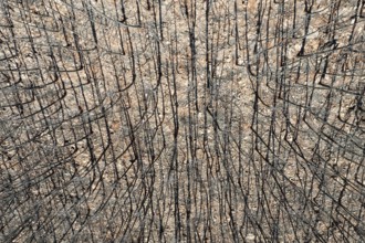 Burned Stone or Umbrella Pines (Pinus pinea) after a forest fire, aerial view, drone shot, Sierra