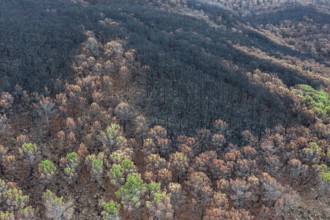 Burned Stone or Umbrella Pines (Pinus pinea) after a forest fire, aerial view, drone shot, Sierra