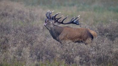 Red deer (Cervus elaphus), capital stag roaring stands in a meadow, Zealand, Denmark, Europe