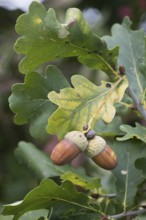 English oak (Quercus robur) with acorns, Lower Saxony, Germany, Europe