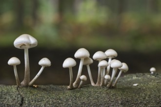 Porcelain fungi (Oudemansiella mucida), Emsland, Lower Saxony, Germany, Europe