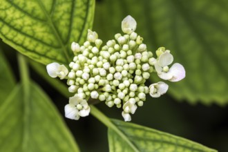 Hydrangea serrata, flower, Baden-Württemberg, Germany, Europe