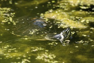 Red-eared slider (Trachemys scripta elegans), swimming in water, Hesse, Germany, Europe