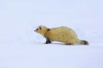 Ferret (Mustela putorius furo), adult, albino, in winter, in the snow, Bohemian Forest, Czech