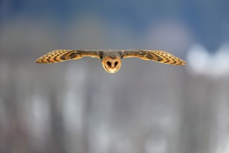 Central European barn owl (Tyto alba guttata), adult, flying, in winter, in snow, Bohemian Forest,