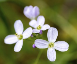 Purple-white flowers of the five-leaflet bitter-cress (Cardamine pentaphyllos), Bavaria, Germany,