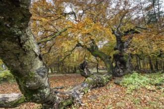 Ancient copper beech (Fagus sylvatica), Hutebuche, Hutewald Halloh, Hesse, Germany, Europe