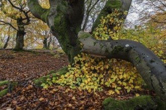 Ancient copper beech (Fagus sylvatica), Hutebuche, Hutewald Halloh, Hesse, Germany, Europe