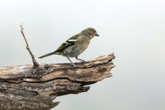 Madeiran chaffinch (Fringilla coelebs maderensis), sitting on a branch, Madeira, Portugal, Europe