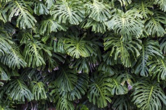 Window leaves (Monstera), Funchal Botanical Garden, Jardim Botanico, Madeira, Portugal, Europe