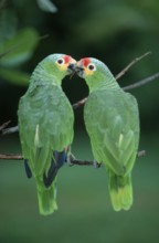 Red-lored Amazons, Honduras (Amazona autumnalis autumnalis)