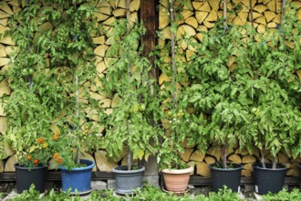 Tomato plants in tubs in front of stacked logs, Oberstdorf, Oberallgäu, Allgäu, Swabia, Bavaria,