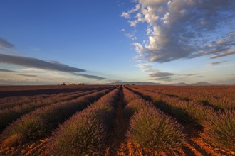 Lavender field, flowering true lavender (Lavandula angustifolia), near Valensole, evening light,