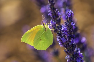 Lemon butterfly (Gonepteryx rhamny) on lavender flower, Provence, France, Europe