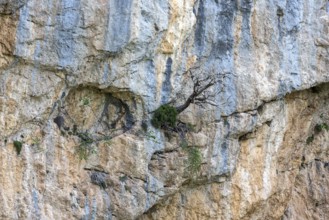 Mountain pine (Pinus mugo) growing in rock face, Trevans gorge, Gorges de Trévans, near Estoublon,