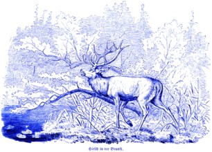 Stag in the rut, Hubertus hunting and hunting scenes, wild animals, nature, forest, Seii, water