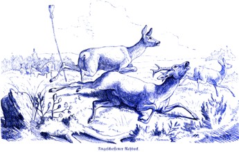 Shot roebuck, Hubertus hunting and hunting scenes, wild animals, landscape, antlers, rush, run,