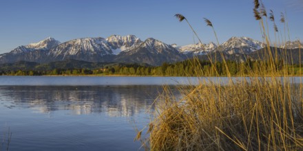 Sunrise, Hopfensee, near Füssen, Ostallgäu, Allgäu, Upper Swabia, Swabia, Bavaria, Germany, Europe