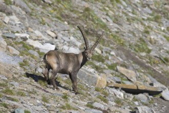 Alpine ibex (Capra ibex) male foraging on mountain slope in summer in the Hohe Tauern National