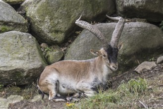 Iberian ibex, Spanish ibex (Capra pyrenaica) with big horns resting among rocks on mountain slope