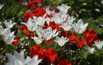 Spring 2016 also led to an explosion of colours in the Sauerland, DEU, Germany, Iserlohn, Europe