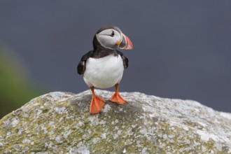 Puffin (Fratercula arctica) sitting on rock, Runde bird island, Norway, Europe