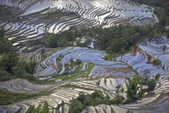 Terraced rice paddies on hillside near Xinjie in the Yuangyang district, Yunnan province, China,