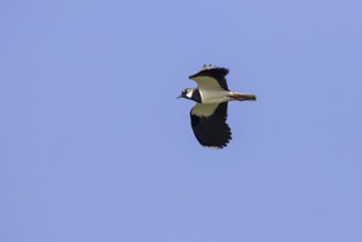 Northern lapwing (Vanellus vanellus) in flight against blue sky