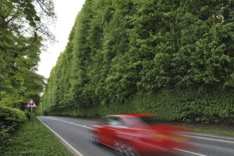 The Meikleour Beech Hedge (Fagus sylvatica), the tallest and longest hedge on earth, reaching 30