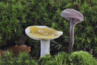 Ochre brittlegill, Common yellow russula (Russula ochroleuca) and Amethyst deceiver (Laccaria