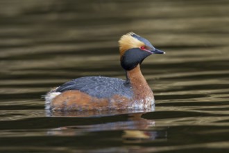 Horned grebe (Podiceps auritus) in breeding plumage swimming in lake