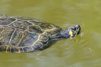 Yellow-bellied slider (Trachemys scripta scripta) swimming in pond, land and water turtle native to