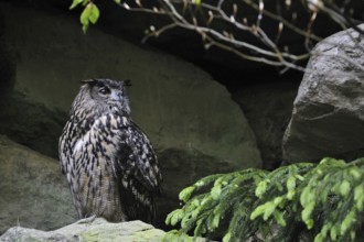 Eurasian Eagle owl (Bubo bubo) sitting on rock ledge in cliff face, Germany, Europe