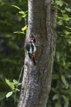 Great spotted woodpecker (Dendrocopos major) male entering nesting hole in tree trunk in forest