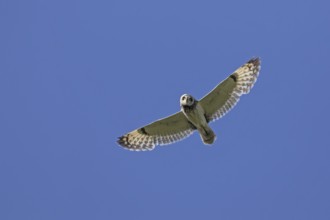 Short-eared owl (Asio flammeus) (Asio accipitrinus) in flight against blue sky