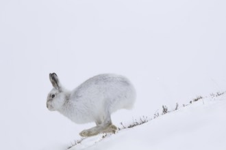 Mountain hare (Lepus timidus), Alpine hare, snow hare in winter pelage running in the snow down